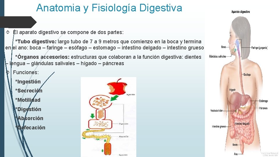 Anatomia y Fisiología Digestiva El aparato digestivo se compone de dos partes: *Tubo digestivo: