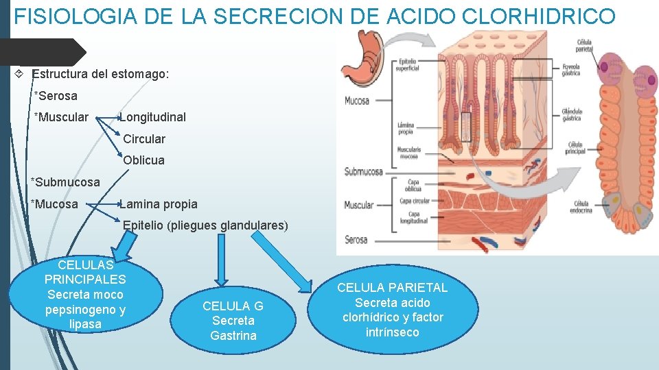 FISIOLOGIA DE LA SECRECION DE ACIDO CLORHIDRICO Estructura del estomago: *Serosa *Muscular Longitudinal Circular FISIOLOGIA DE LA SECRECION DE ACIDO CLORHIDRICO Estructura del estomago: *Serosa *Muscular Longitudinal Circular