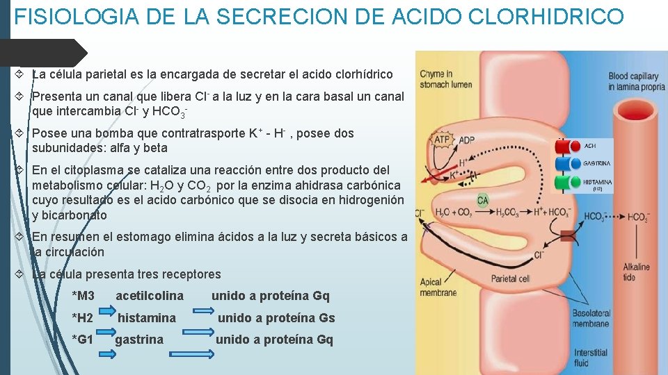 FISIOLOGIA DE LA SECRECION DE ACIDO CLORHIDRICO La célula parietal es la encargada de FISIOLOGIA DE LA SECRECION DE ACIDO CLORHIDRICO La célula parietal es la encargada de