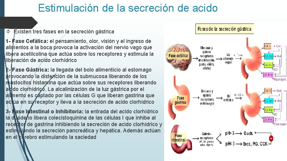 Estimulación de la secreción de acido Existen tres fases en la secreción gástrica 1