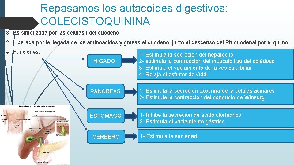 Repasamos los autacoides digestivos: COLECISTOQUININA Es sintetizada por las células I del duodeno Liberada Repasamos los autacoides digestivos: COLECISTOQUININA Es sintetizada por las células I del duodeno Liberada