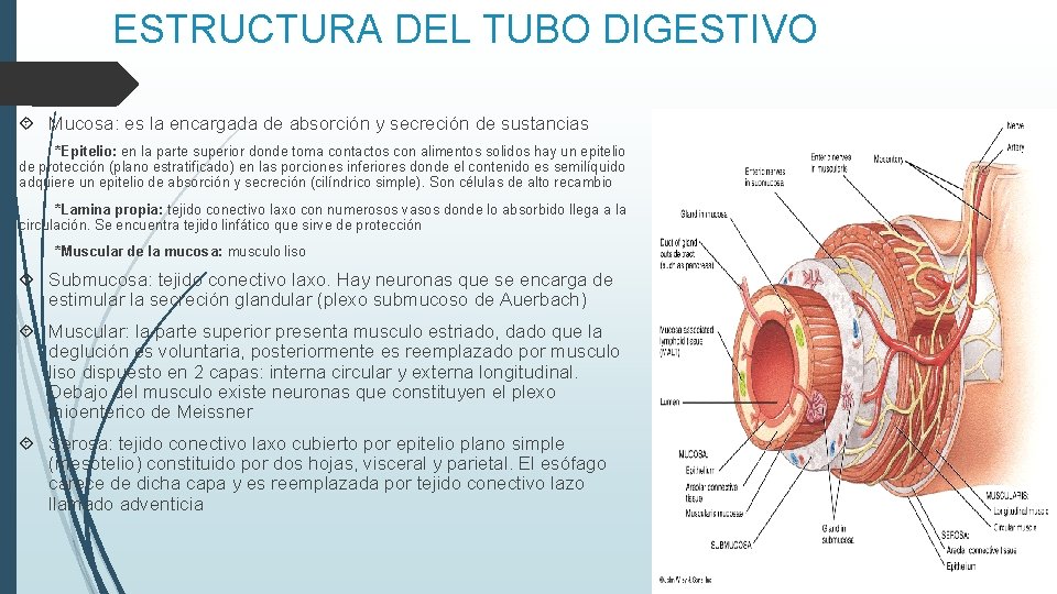 ESTRUCTURA DEL TUBO DIGESTIVO Mucosa: es la encargada de absorción y secreción de sustancias ESTRUCTURA DEL TUBO DIGESTIVO Mucosa: es la encargada de absorción y secreción de sustancias
