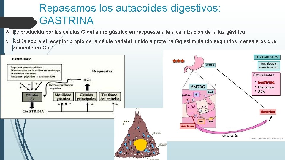Repasamos los autacoides digestivos: GASTRINA Es producida por las células G del antro gástrico