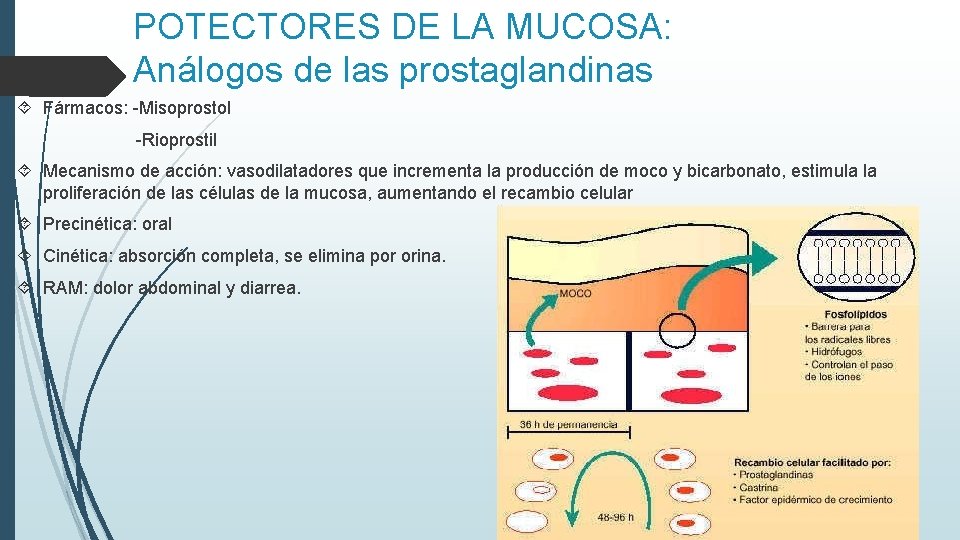 POTECTORES DE LA MUCOSA: Análogos de las prostaglandinas Fármacos: -Misoprostol -Rioprostil Mecanismo de acción: