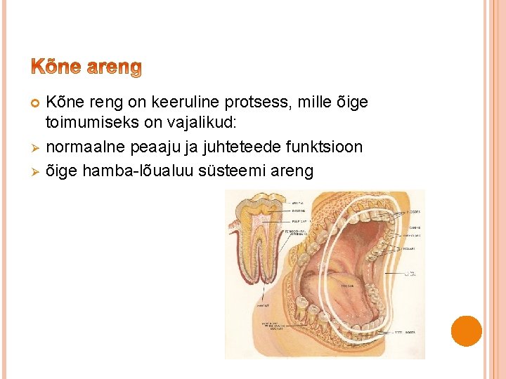  Ø Ø Kõne reng on keeruline protsess, mille õige toimumiseks on vajalikud: normaalne