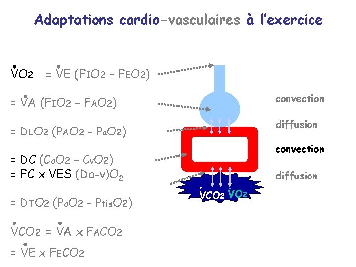 Adaptations cardio-vasculaires à l’exercice VO 2 = VE (FIO 2 – FEO 2) convection