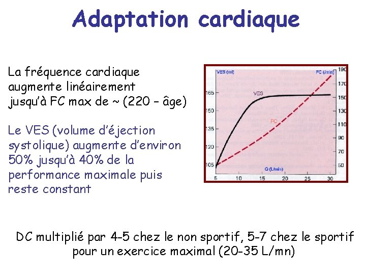 Adaptation cardiaque La fréquence cardiaque augmente linéairement jusqu’à FC max de ~ (220 –