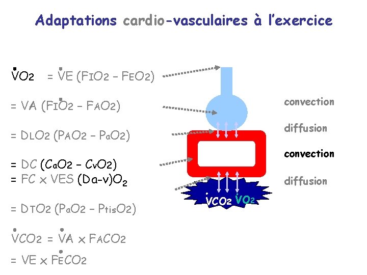 Adaptations cardio-vasculaires à l’exercice VO 2 = VE (FIO 2 – FEO 2) convection