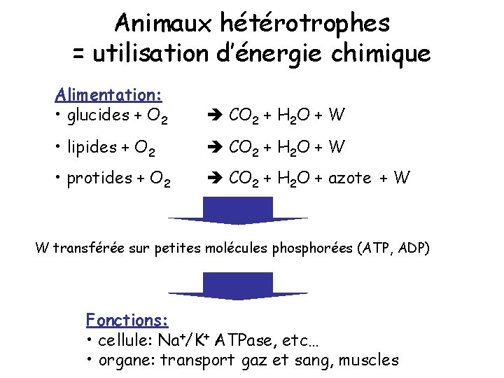 Animaux hétérotrophes = utilisation d’énergie chimique Alimentation: • glucides + O 2 CO 2