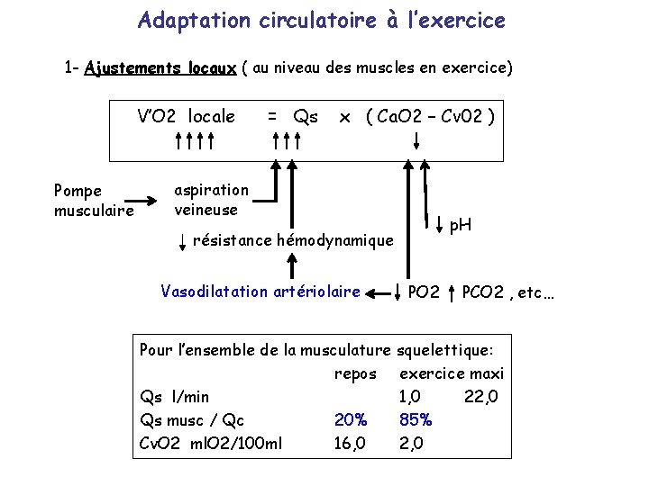 Adaptation circulatoire à l’exercice 1 - Ajustements locaux ( au niveau des muscles en