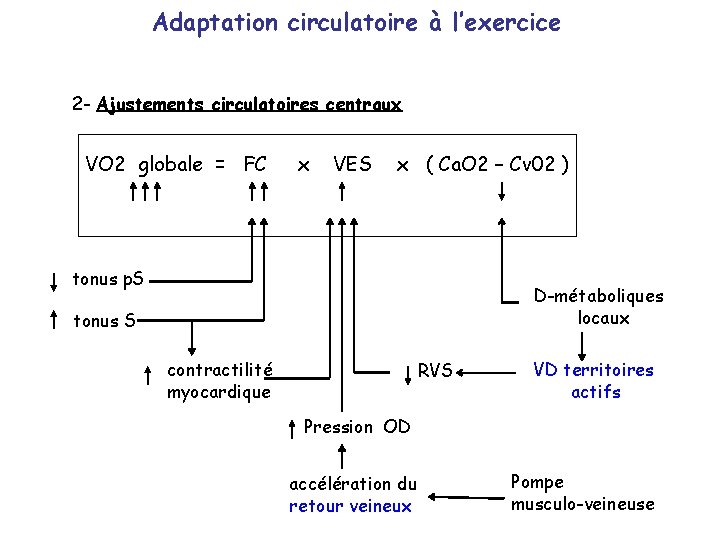 Adaptation circulatoire à l’exercice 2 - Ajustements circulatoires centraux VO 2 globale = FC
