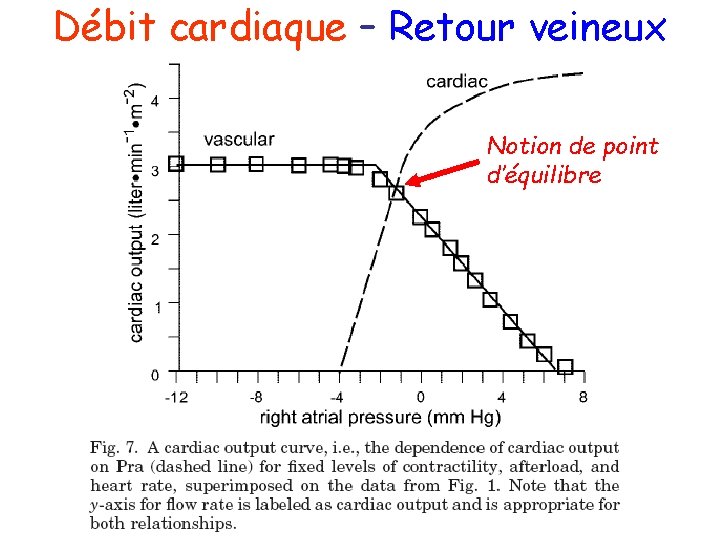 Débit cardiaque – Retour veineux Notion de point d’équilibre 