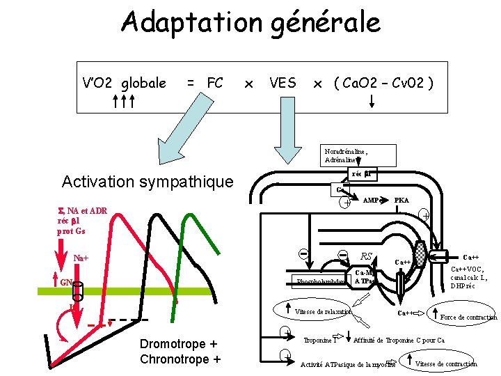 Adaptation générale V’O 2 globale = FC x VES x ( Ca. O 2