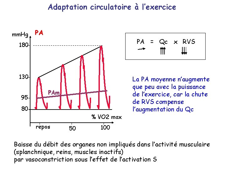 Adaptation circulatoire à l’exercice mm. Hg PA PA = Qc x RVS 180 130