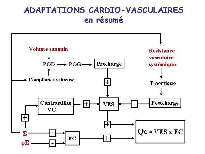 ADAPTATIONS CARDIO-VASCULAIRES en résumé Volume sanguin POD Précharge POG Compliance veineuse Contractilité VG +