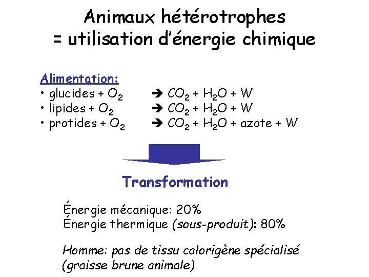 Animaux hétérotrophes = utilisation d’énergie chimique Alimentation: • glucides + O 2 • lipides