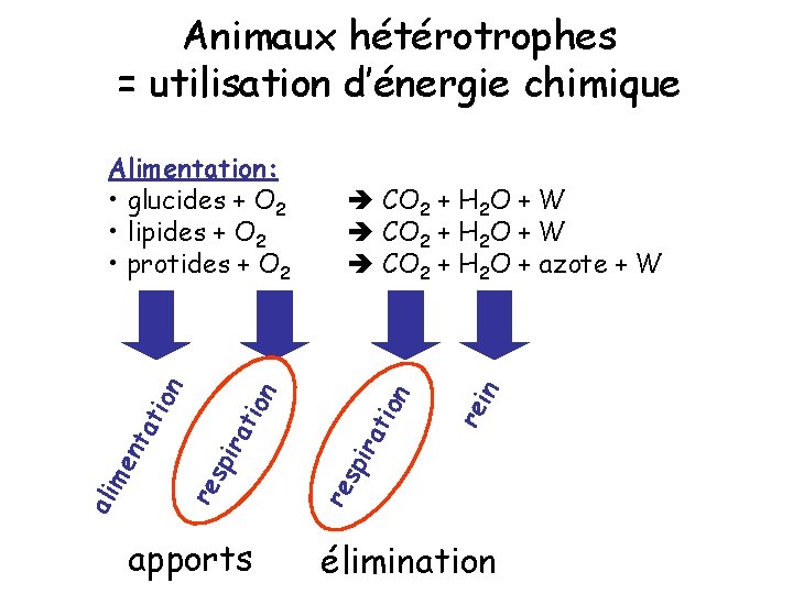 Animaux hétérotrophes = utilisation d’énergie chimique apports re re sp ira tio n in