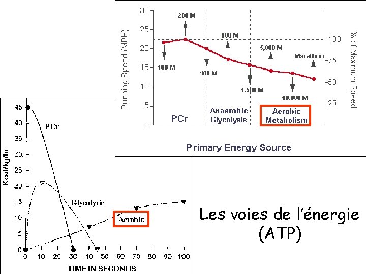 Les voies de l’énergie (ATP) 