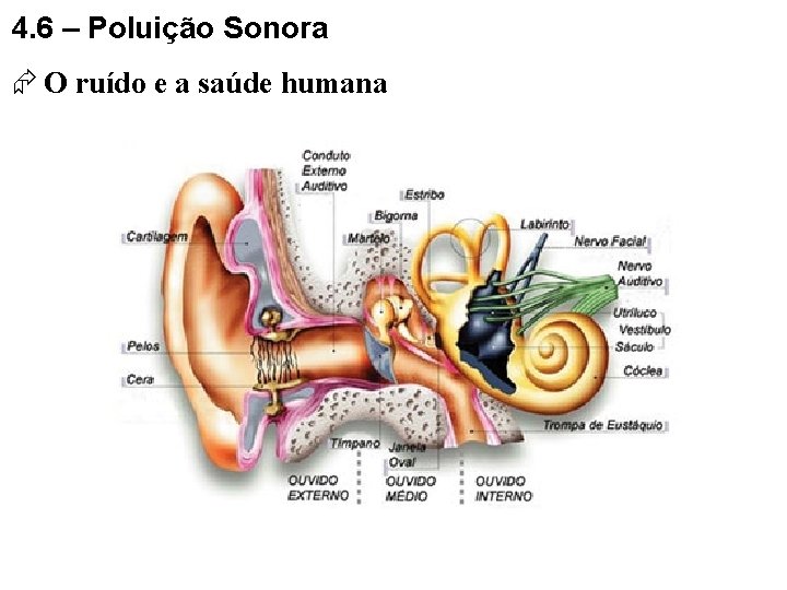 4. 6 – Poluição Sonora O ruído e a saúde humana 