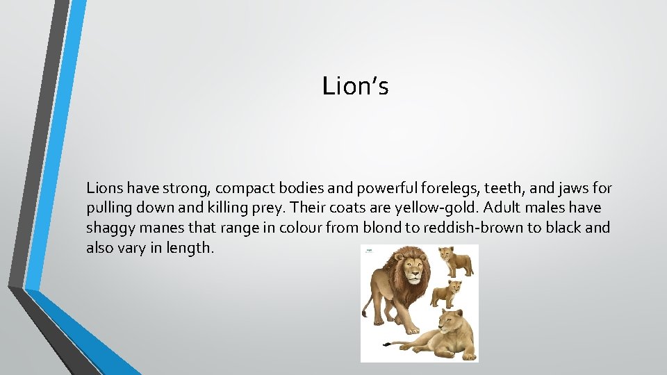 Lion’s Lions have strong, compact bodies and powerful forelegs, teeth, and jaws for pulling