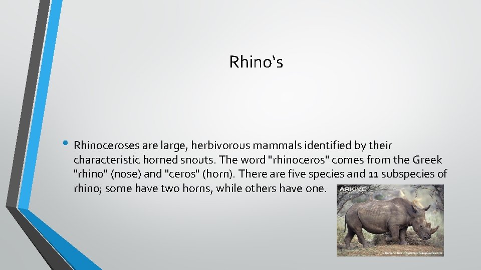 Rhino‘s • Rhinoceroses are large, herbivorous mammals identified by their characteristic horned snouts. The