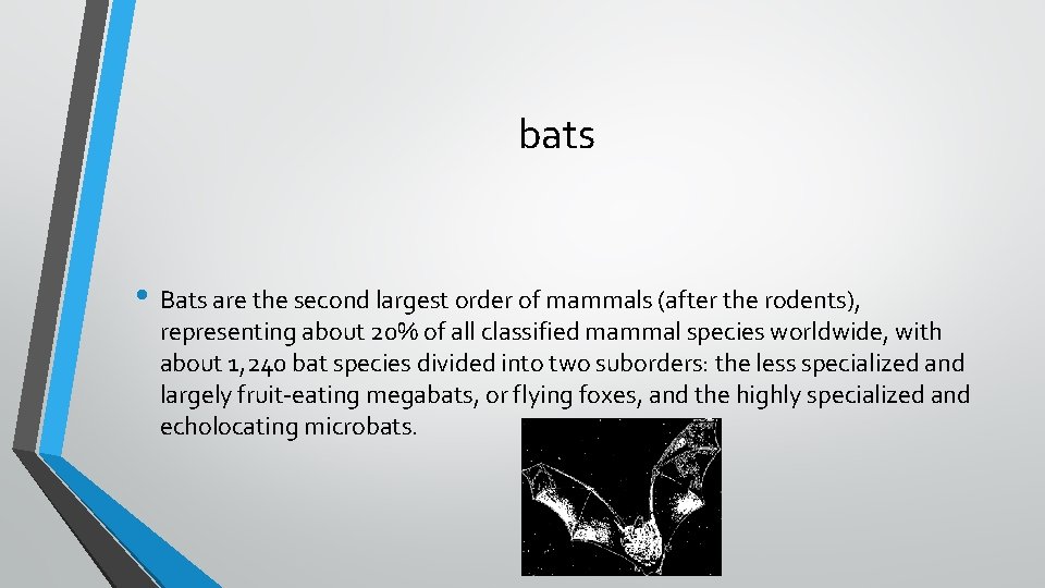 bats • Bats are the second largest order of mammals (after the rodents), representing