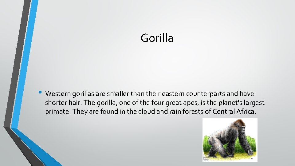 Gorilla • Western gorillas are smaller than their eastern counterparts and have shorter hair.