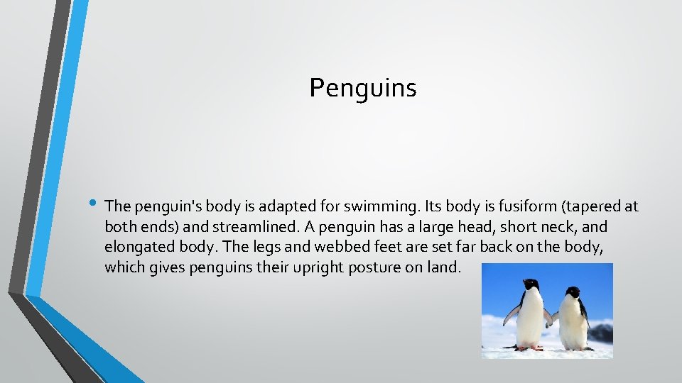Penguins • The penguin's body is adapted for swimming. Its body is fusiform (tapered