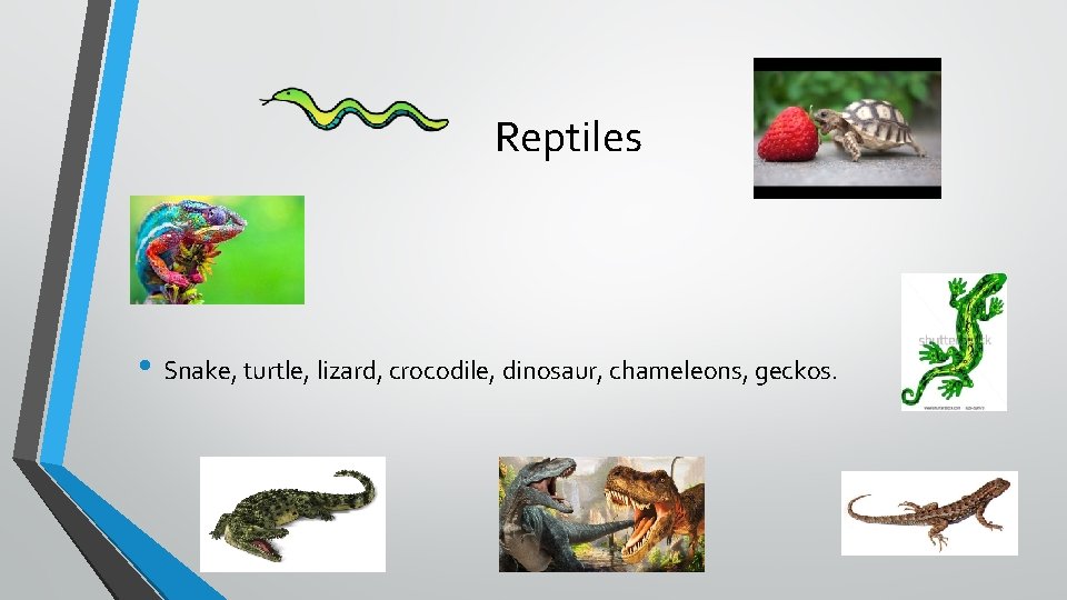 Reptiles • Snake, turtle, lizard, crocodile, dinosaur, chameleons, geckos. 