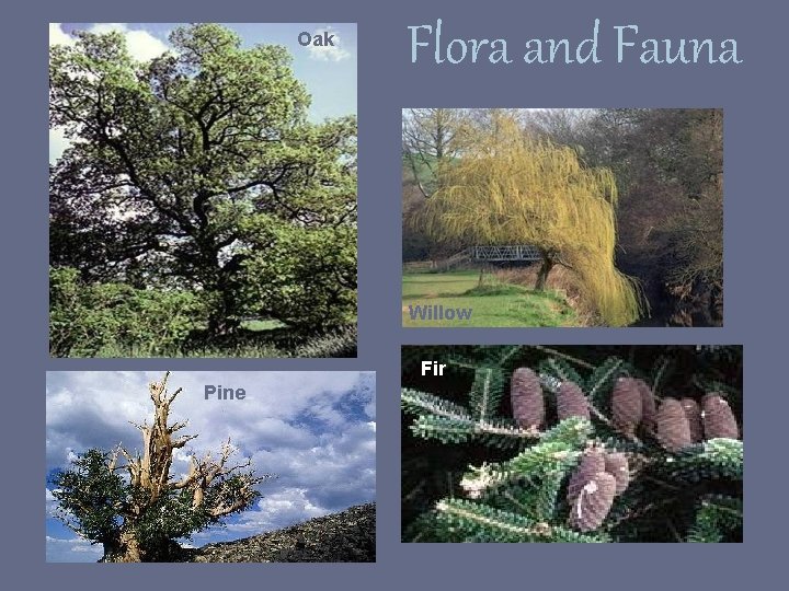 Oak Flora and Fauna Willow Fir Pine 
