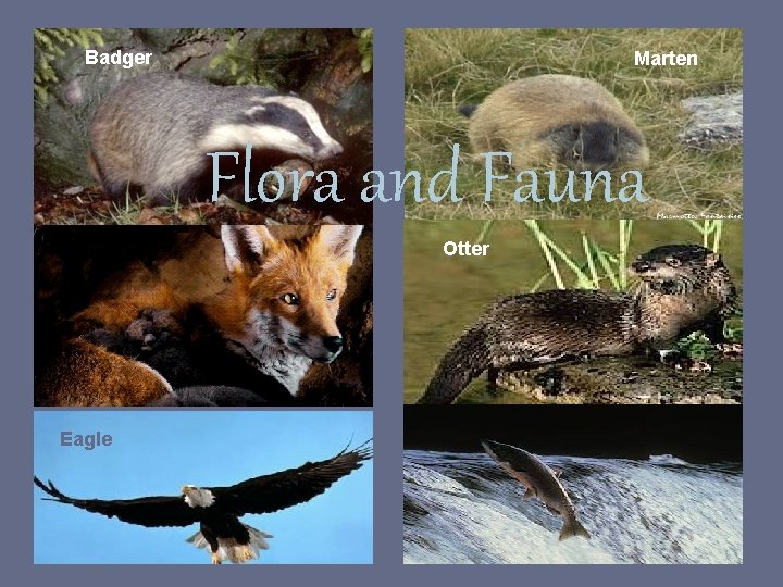 Badger Marten Flora and Fauna Otter Eagle 