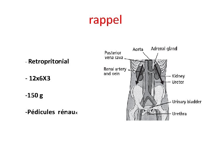 rappel - Retropritonial - 12 x 6 X 3 -150 g -Pédicules rénaux 