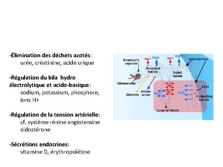 -Élimination des déchets azotés: urée, créatinine, acide urique -Régulation du bila hydro électrolytique et