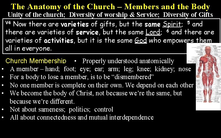 The Anatomy of the Church – Members and the Body Unity of the church;