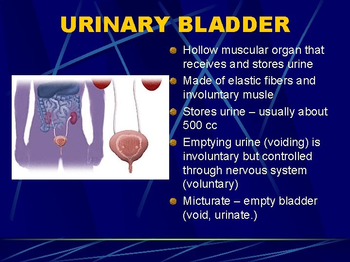 URINARY BLADDER Hollow muscular organ that receives and stores urine Made of elastic fibers