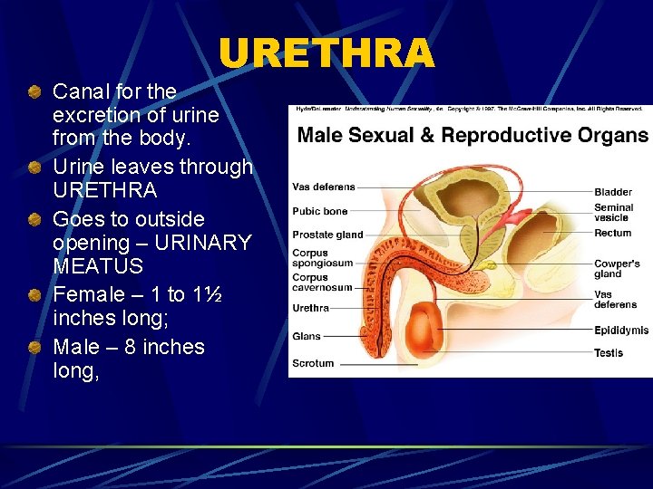 URETHRA Canal for the excretion of urine from the body. Urine leaves through URETHRA