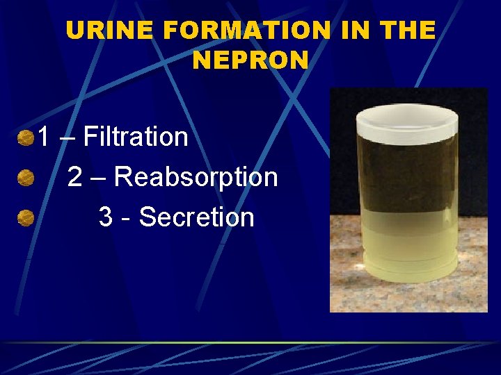 URINE FORMATION IN THE NEPRON 1 – Filtration 2 – Reabsorption 3 - Secretion