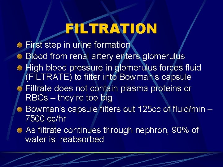 FILTRATION First step in urine formation Blood from renal artery enters glomerulus High blood