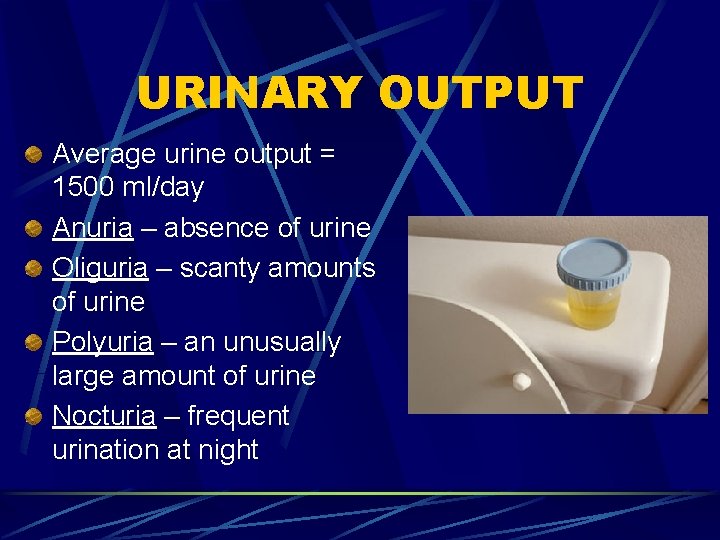 URINARY OUTPUT Average urine output = 1500 ml/day Anuria – absence of urine Oliguria