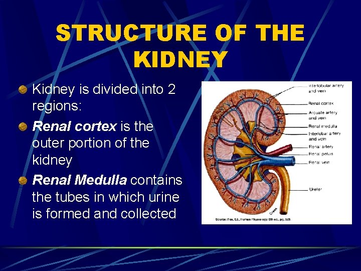 STRUCTURE OF THE KIDNEY Kidney is divided into 2 regions: Renal cortex is the