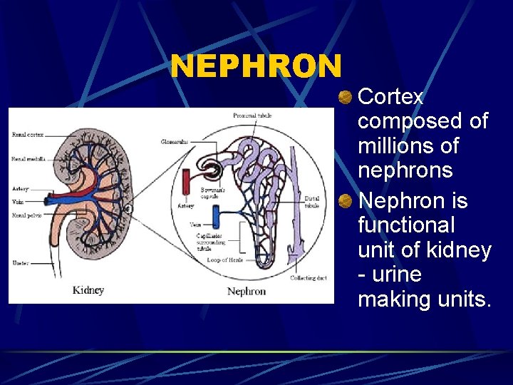 NEPHRON Cortex composed of millions of nephrons Nephron is functional unit of kidney -