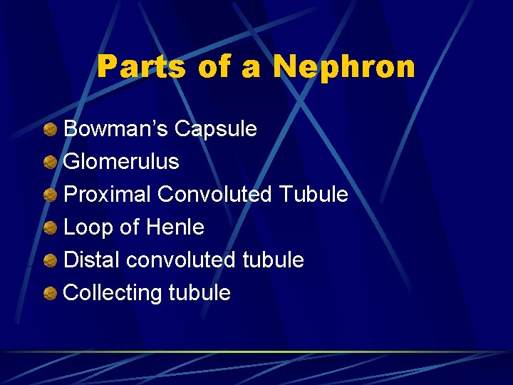 Parts of a Nephron Bowman’s Capsule Glomerulus Proximal Convoluted Tubule Loop of Henle Distal