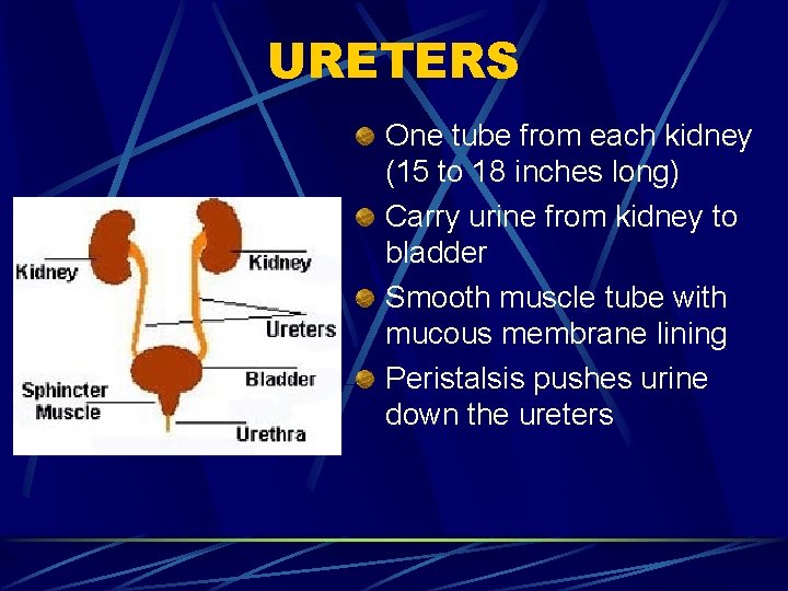 URETERS One tube from each kidney (15 to 18 inches long) Carry urine from