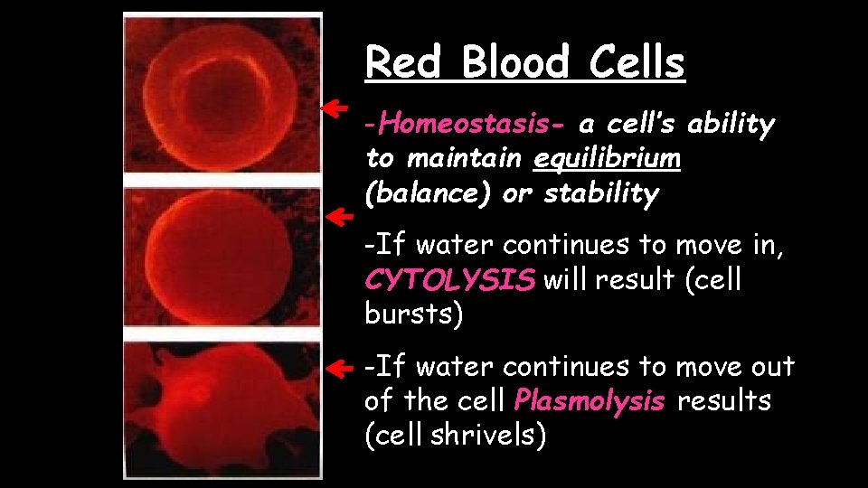 Red Blood Cells -Homeostasis- a cell’s ability to maintain equilibrium (balance) or stability -If