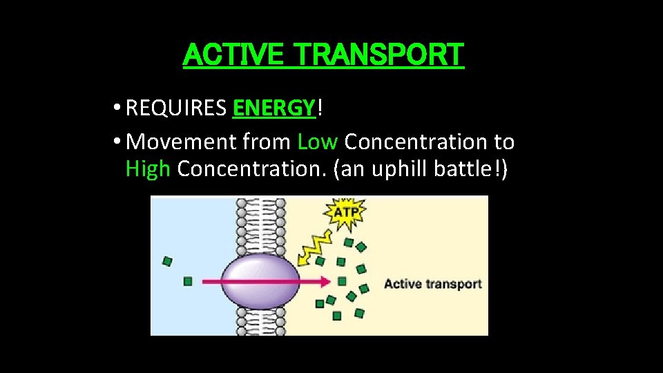 ACTIVE TRANSPORT • REQUIRES ENERGY! • Movement from Low Concentration to High Concentration. (an