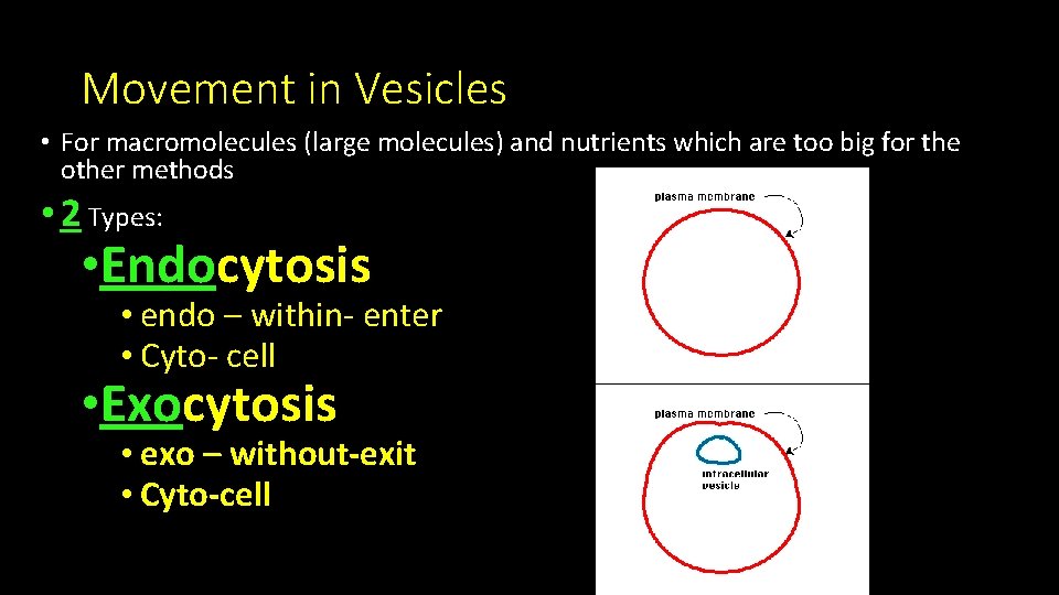 Movement in Vesicles • For macromolecules (large molecules) and nutrients which are too big