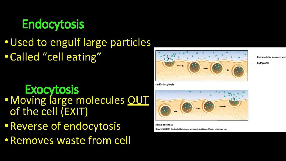 Endocytosis • Used to engulf large particles • Called “cell eating” Exocytosis • Moving