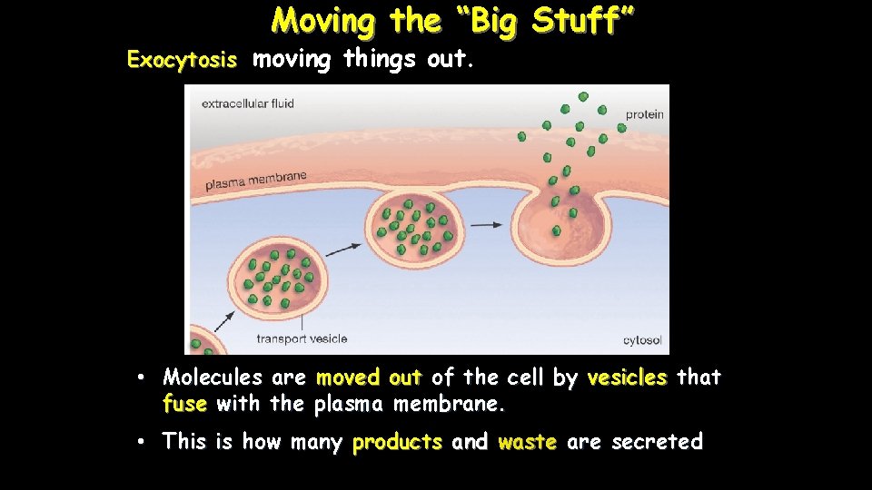 Moving the “Big Stuff” Exocytosis moving things out. • Molecules are fuse with the