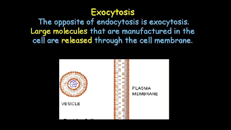 Exocytosis The opposite of endocytosis is exocytosis. Large molecules that are manufactured in the