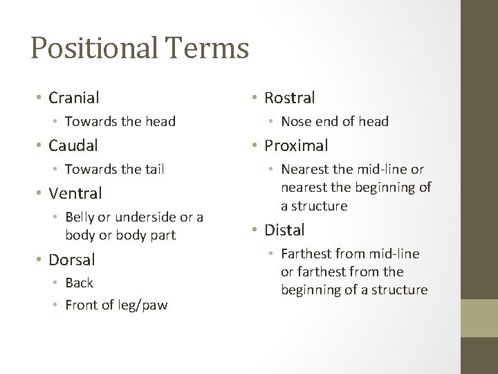 Positional Terms • Cranial • Towards the head • Caudal • Towards the tail